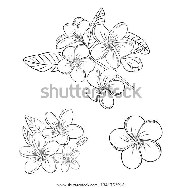 Plumeria frangipani flower illustration drawing set stock vector royalty free