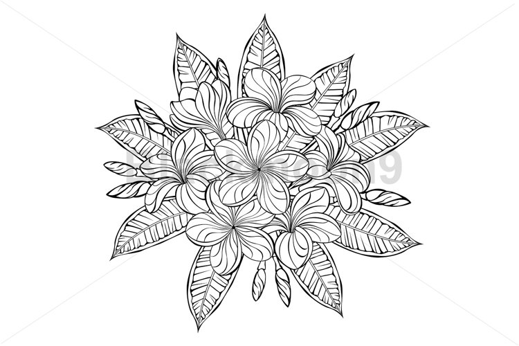 Outline blooming plumeria