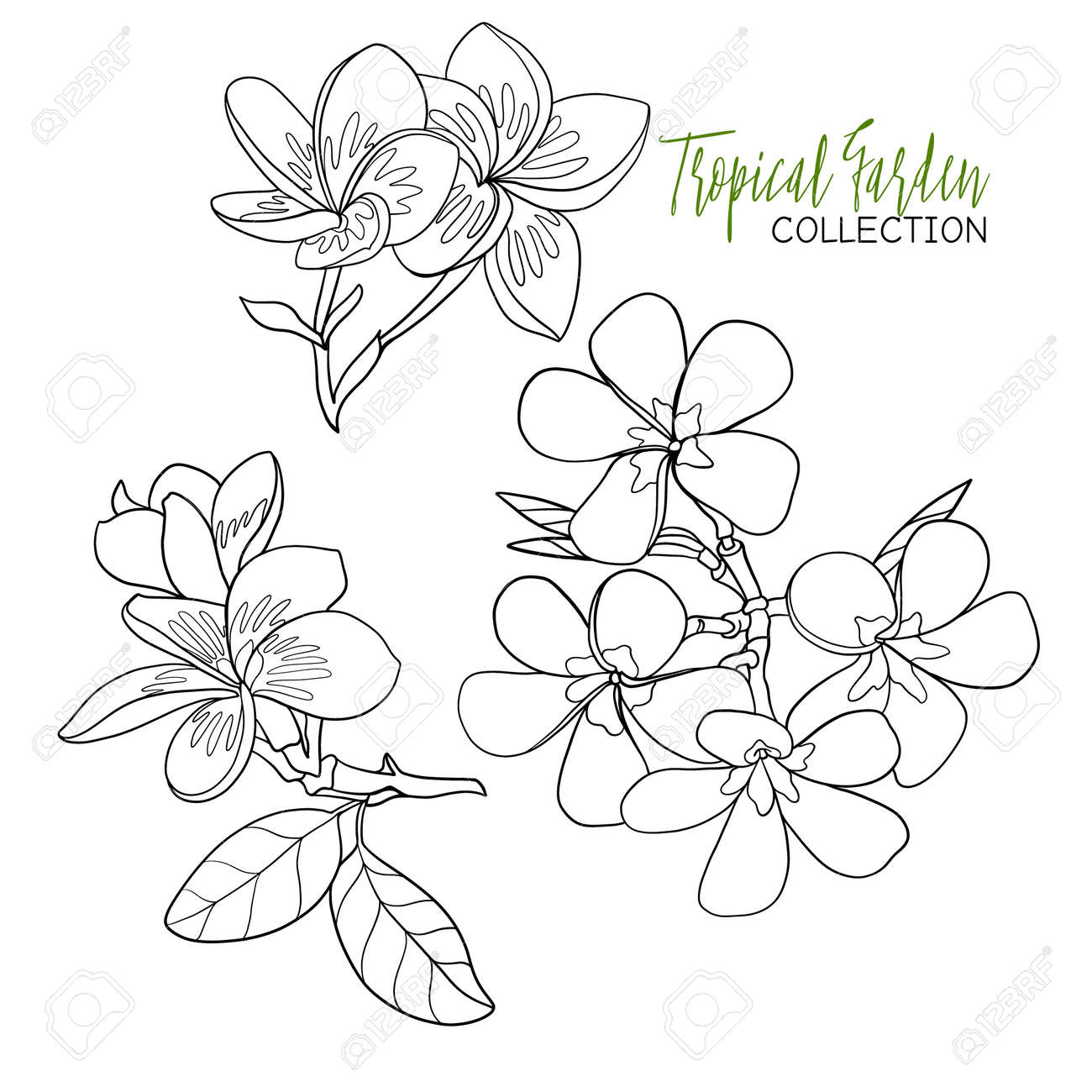 Plumeria tropical plant vector illustration coloring book for adult and older children coloring page outline drawing royalty free svg cliparts vectors and stock illustration image