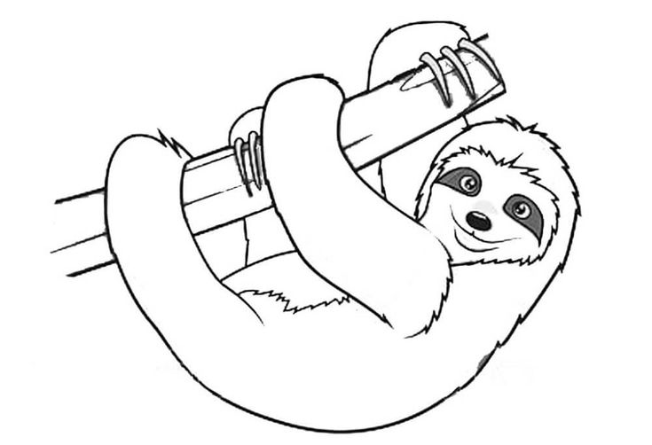 Sloth coloring pages