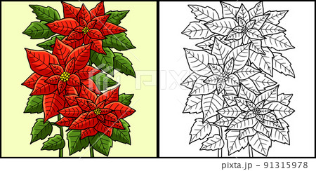 Poinsettia flower coloring colored illustration