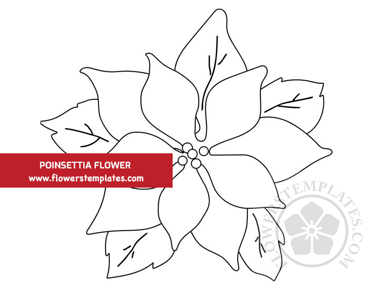 Poinsettia flower symbol of christmas template