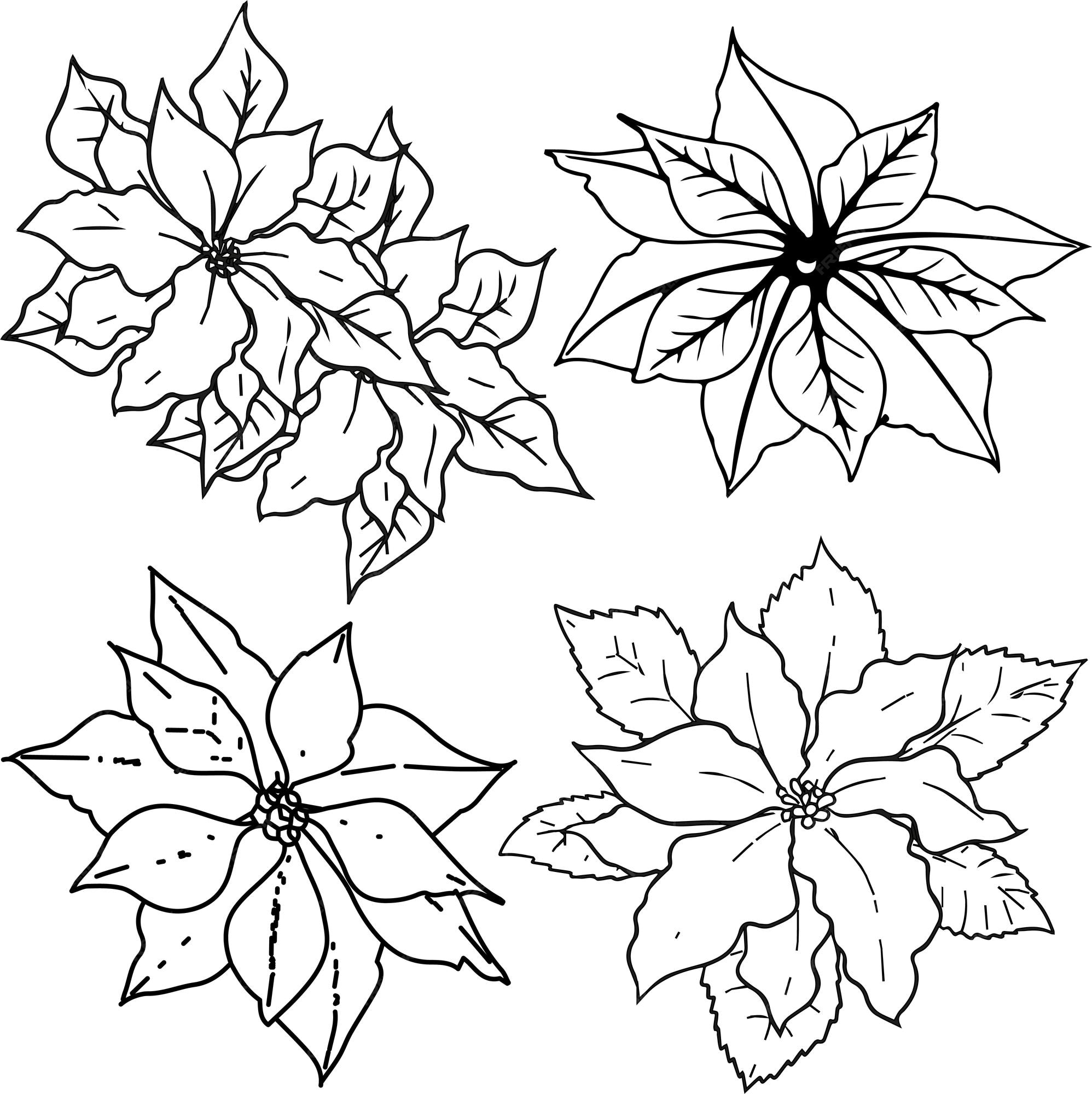 Premium vector hand drawn poinsettia leaves doodle