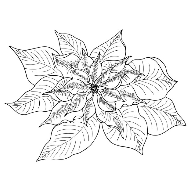 Premium vector hand drawn sketch of poinsettia leaves