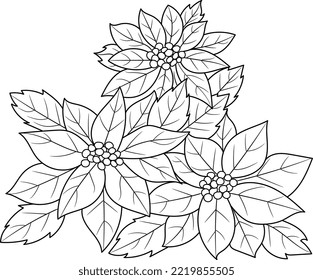 Outline poinsettia images stock photos d objects vectors