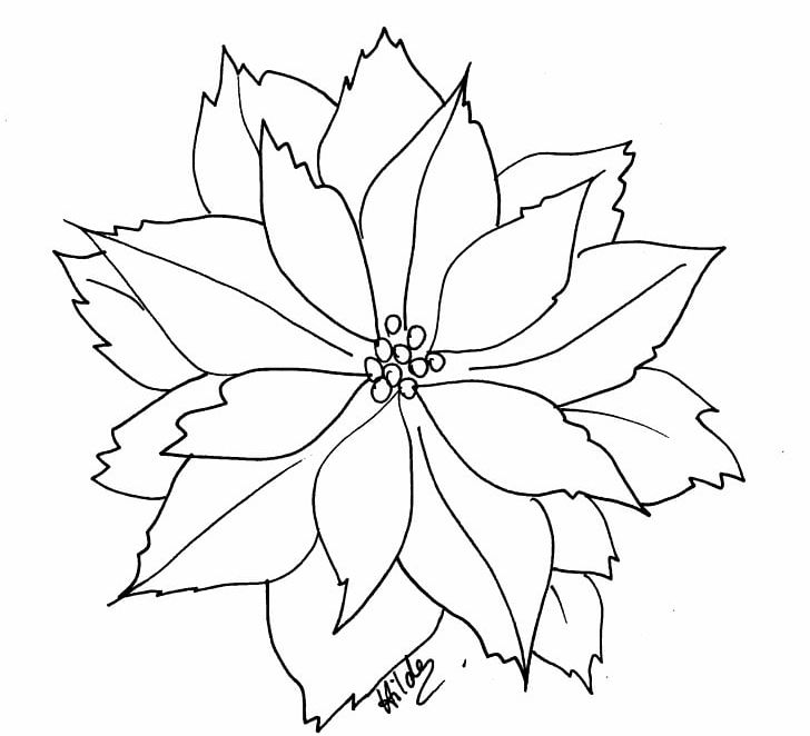 Poinsettia coloring book flower christmas png clipart adult angle area artwork black and white free png