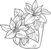 Poinsettia coloring pages free coloring pages
