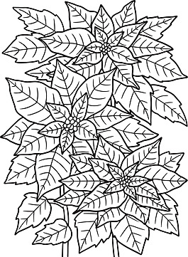 Christmas poinsettia coloring page illustration yuletide coloring page colour vector christmas drawing rat drawing ring drawing png and vector with transparent background for free download