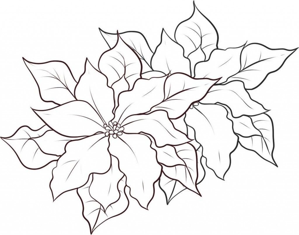 Festive fun for kids printable poinsettia coloring pages