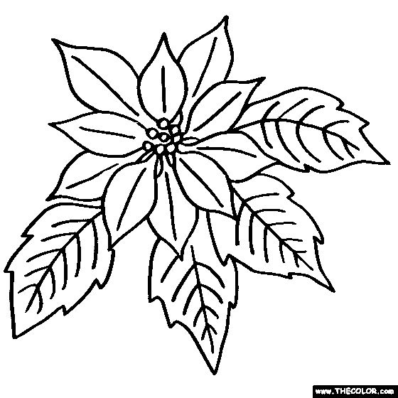 Free flowers coloring pages color in this picture of a poinsettia flower or euphorbiaâ flower coloring pages christmas embroidery christmas coloring pages
