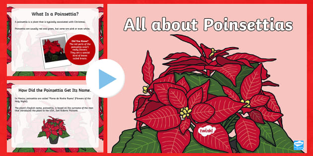 Ks poinsettia information powerpoint teacher made