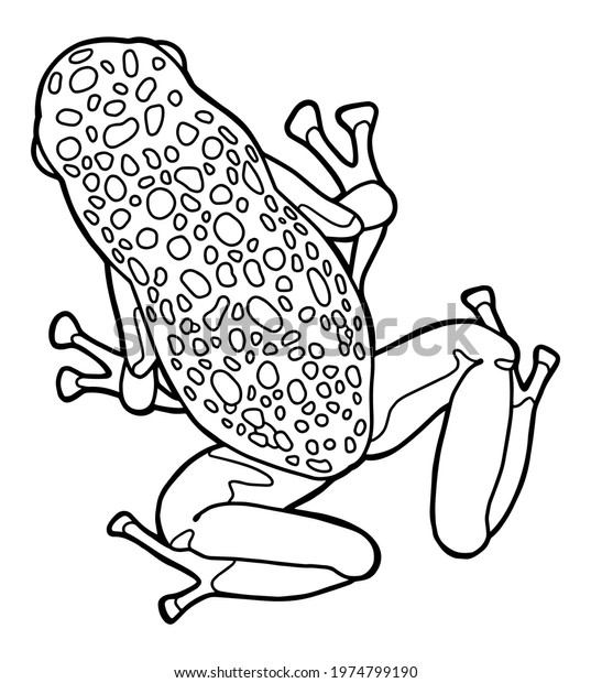Hakuun little frog spotted poison dart frog liittyvã vektorikuva rojaltivapaa