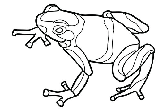 Poison dart frogs images â browse photos vectors and video