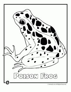 Endangered blue poison dart frog animal coloring page animal coloring pages endangered rainforest animals rainforest animals