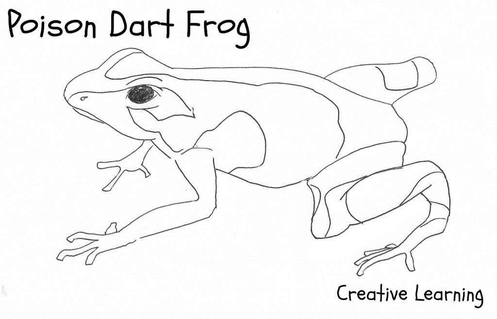 Free printable frog coloring pages for kids frog coloring pages frog drawing jungle coloring pages