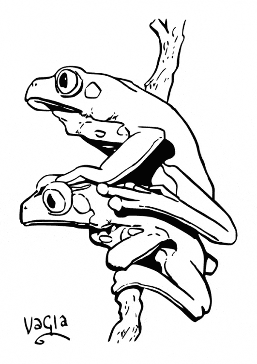 Poison dart frog coloring page