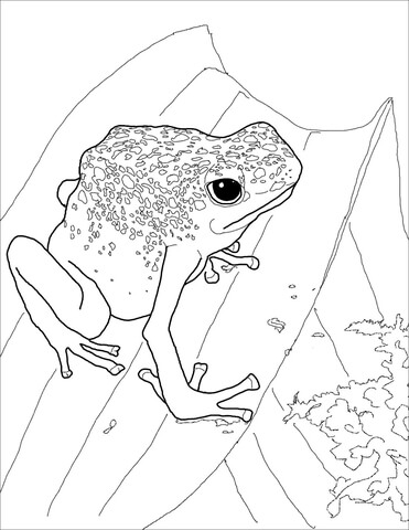 Blue poison dart frog coloring page free printable coloring pages