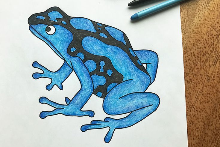 Posion dart frog free printable templates coloring pages firstpalette frog coloring pages frog pictures dart frog