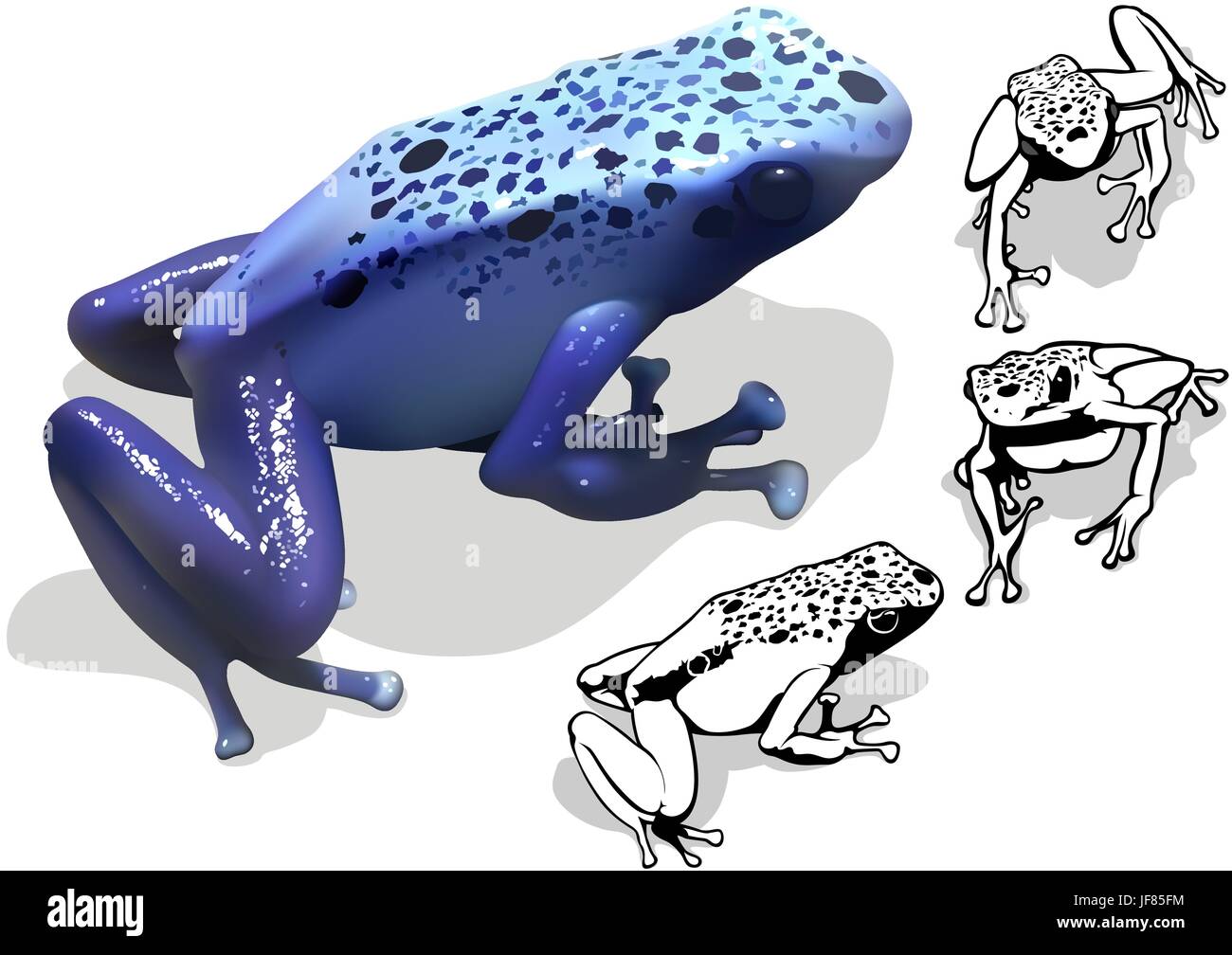 Poison dart frog stock vector images