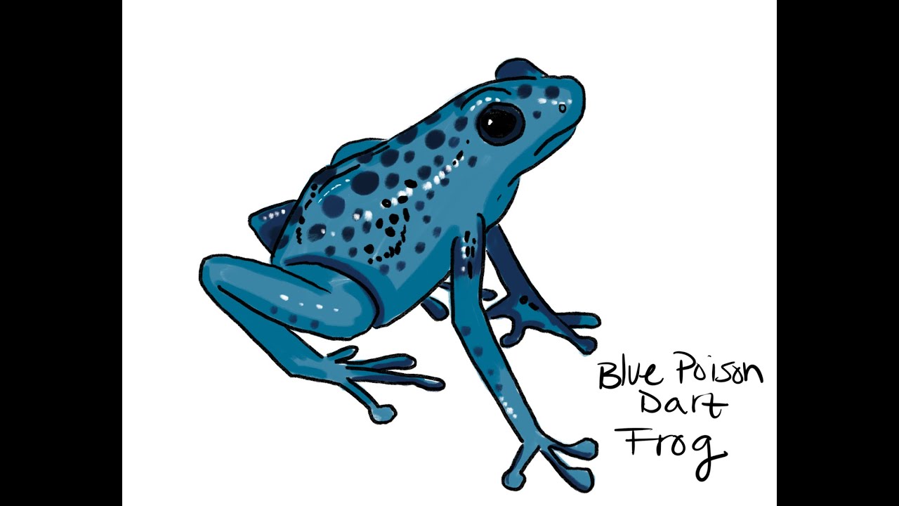 Ms mondestils how to draw a blue poison dart frog