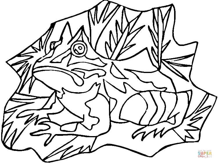 Poison dart frog coloring page free printable coloring pages