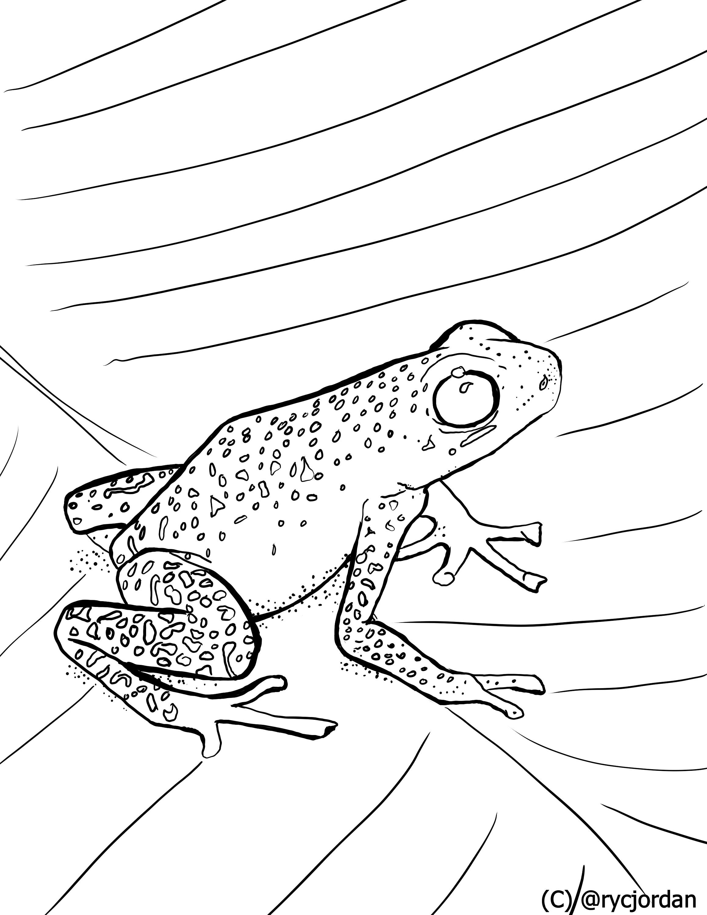 Poison dart frog coloring pages
