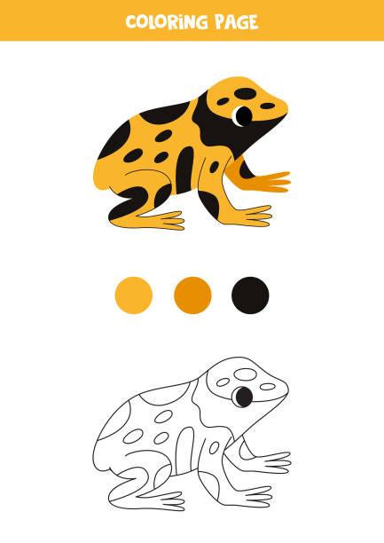 Drawing of a frog artwork stock illustrations royalty