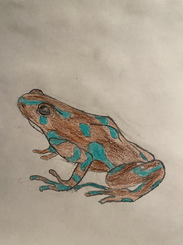 I drew a poison dart frog in pencil