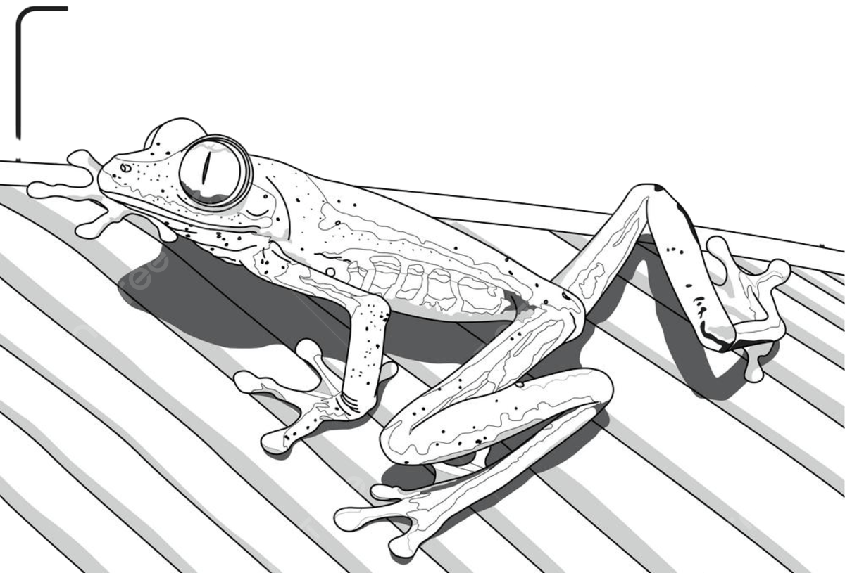 Color frog vector png images drawing of a frog agalychnis callidryas on white background coloring book frog drawing frog sketch ecuador png image for free download