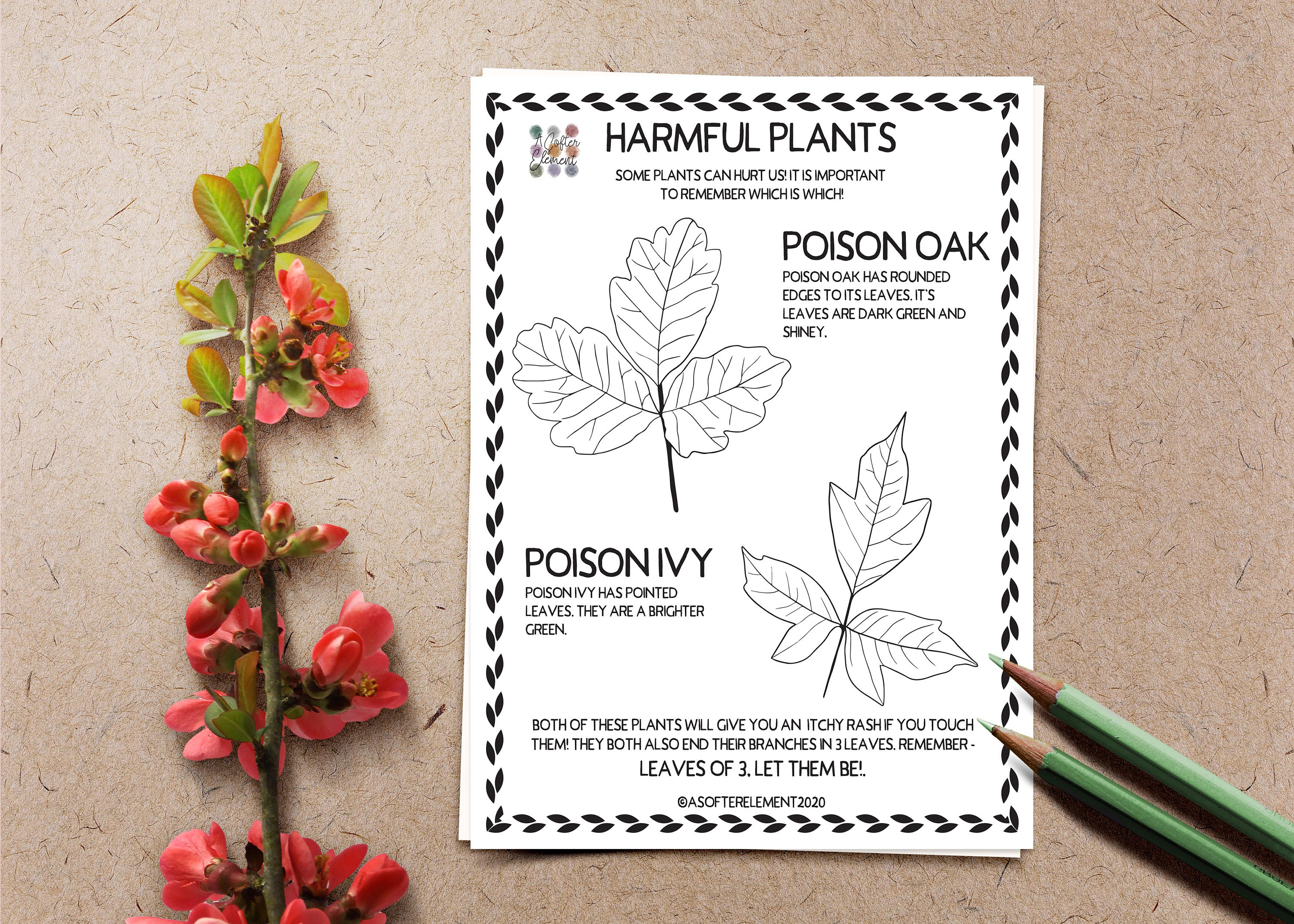 Nature coloring pages harmful plants poison oak poison ivy plant coloring worksheet instant download