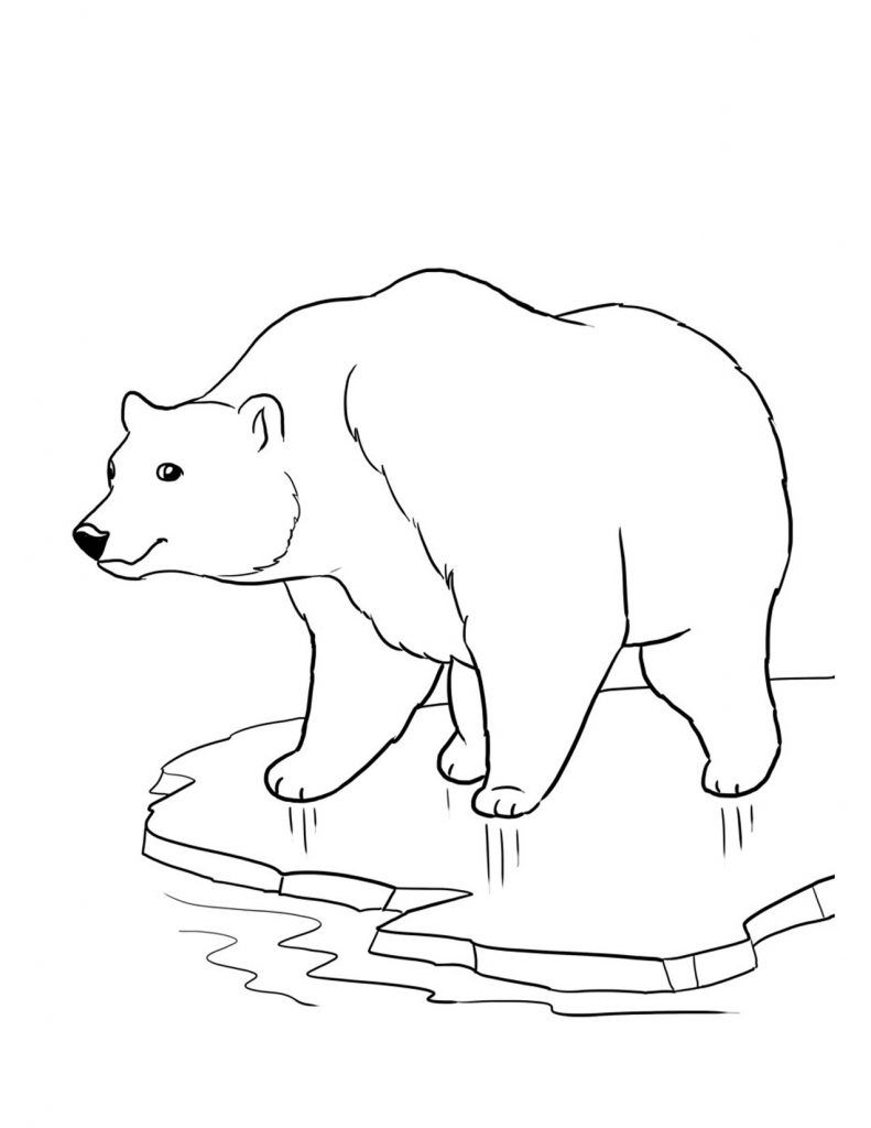 Free printable bear coloring pages for kids polar bear color polar bear coloring page animal coloring pages