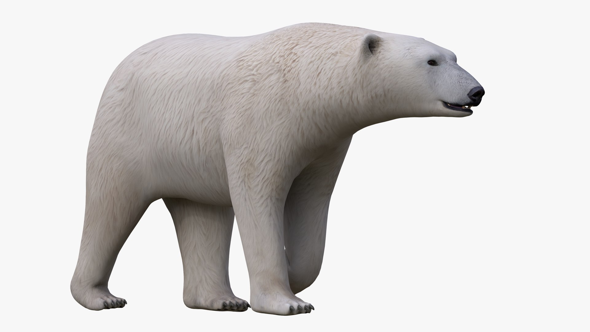 D polar bear no fur model