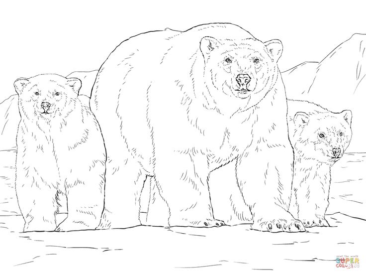 Oso polar con dos osesnos super coloring ðððññðñð ððµðððµðñ ððµðñð ððµðððµðñ ððµðñðµ ððµðððµððñð