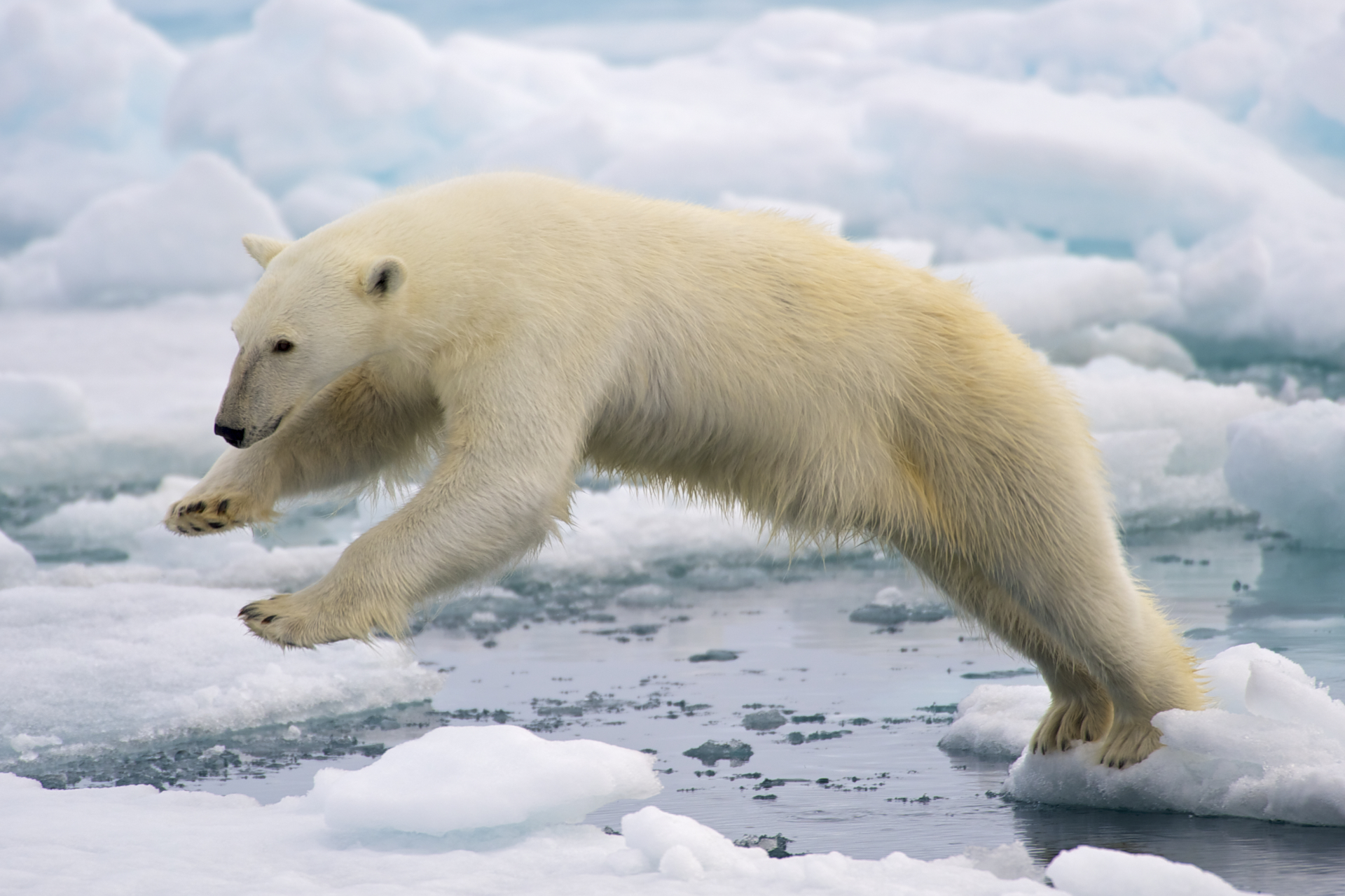 Filepolar bear adfjpg