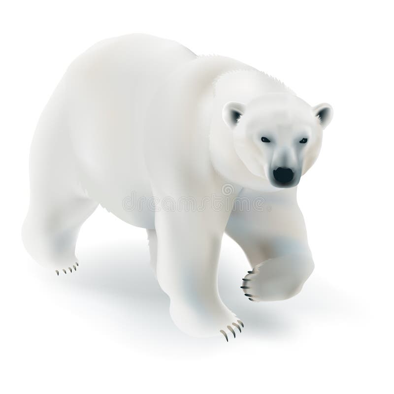 Polar bear stock illustrations â polar bear stock illustrations vectors clipart