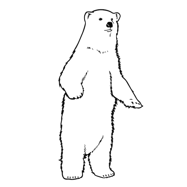 Premium vector vector hand drawn polar bear outline illustration