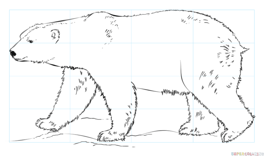 How to draw a polar bear step by step drawing tutorials