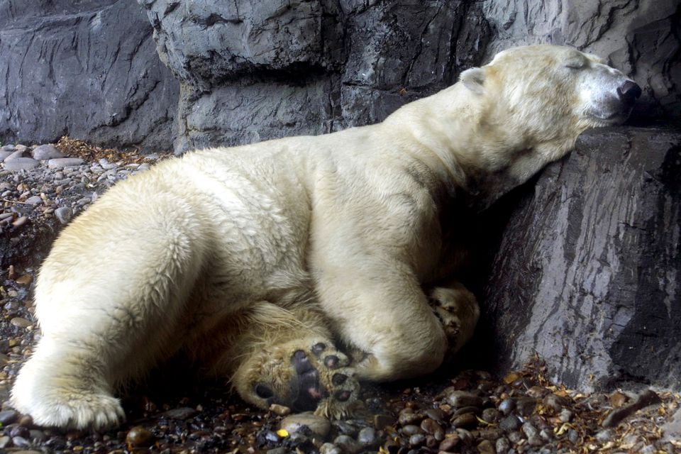 Did humans drive this polar bear insane
