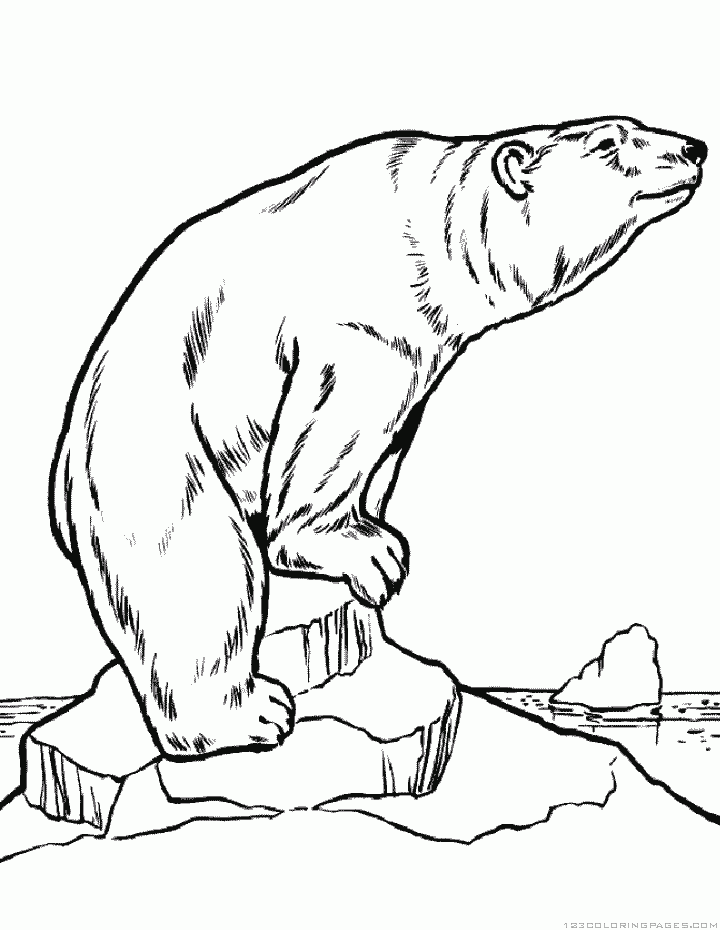Polar bear coloring pages
