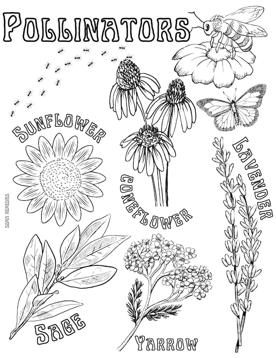 Pollinators coloring page herb plant coloring page homeschooling backyard nature inspired coloring page pollinator bugs download now