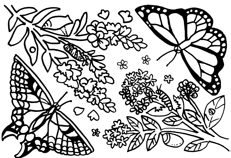Botanical coloring pages
