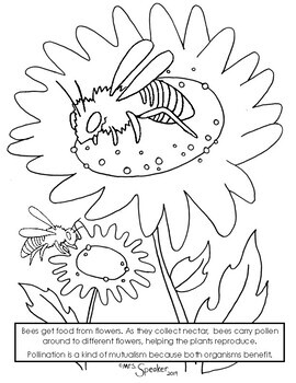 Bee and flower pollinator coloring page by mrsspeaker tpt