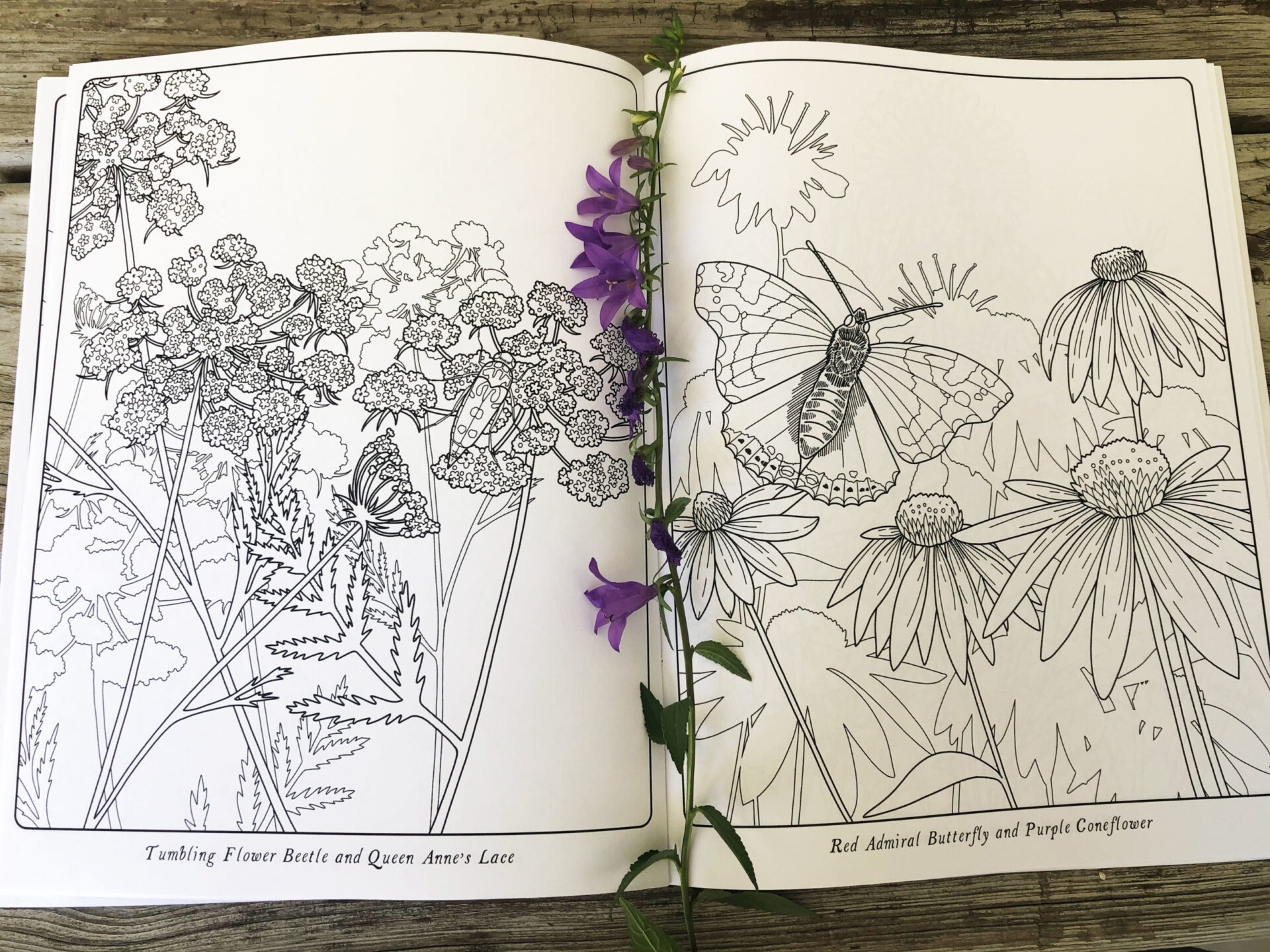 Pollinators coloring book