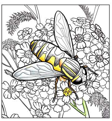 Nature coloring for kids and grownups flowers of marin