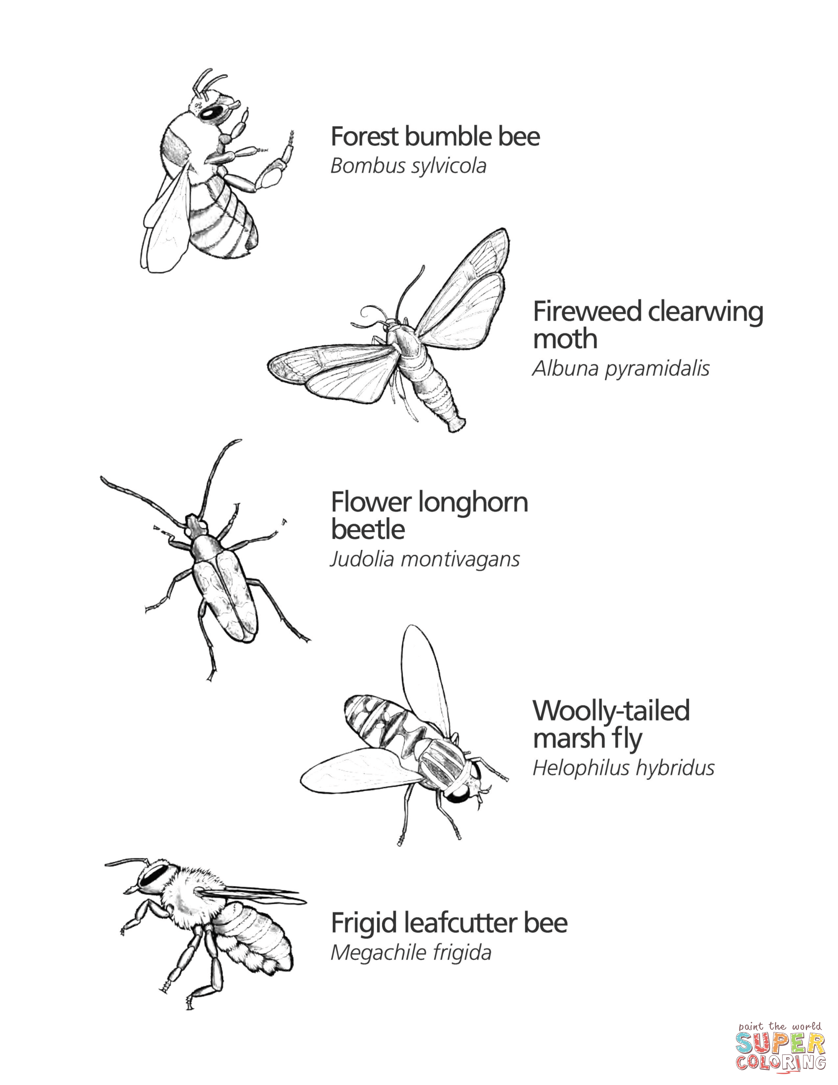 Pollinators of alaska coloring page free printable coloring pages
