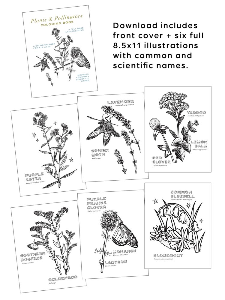 Plants pollinators coloring pages download â natalie hinahara