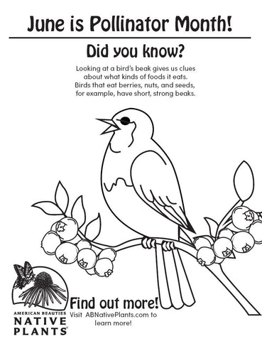 Pollinator month coloring sheets â american beauties native plants