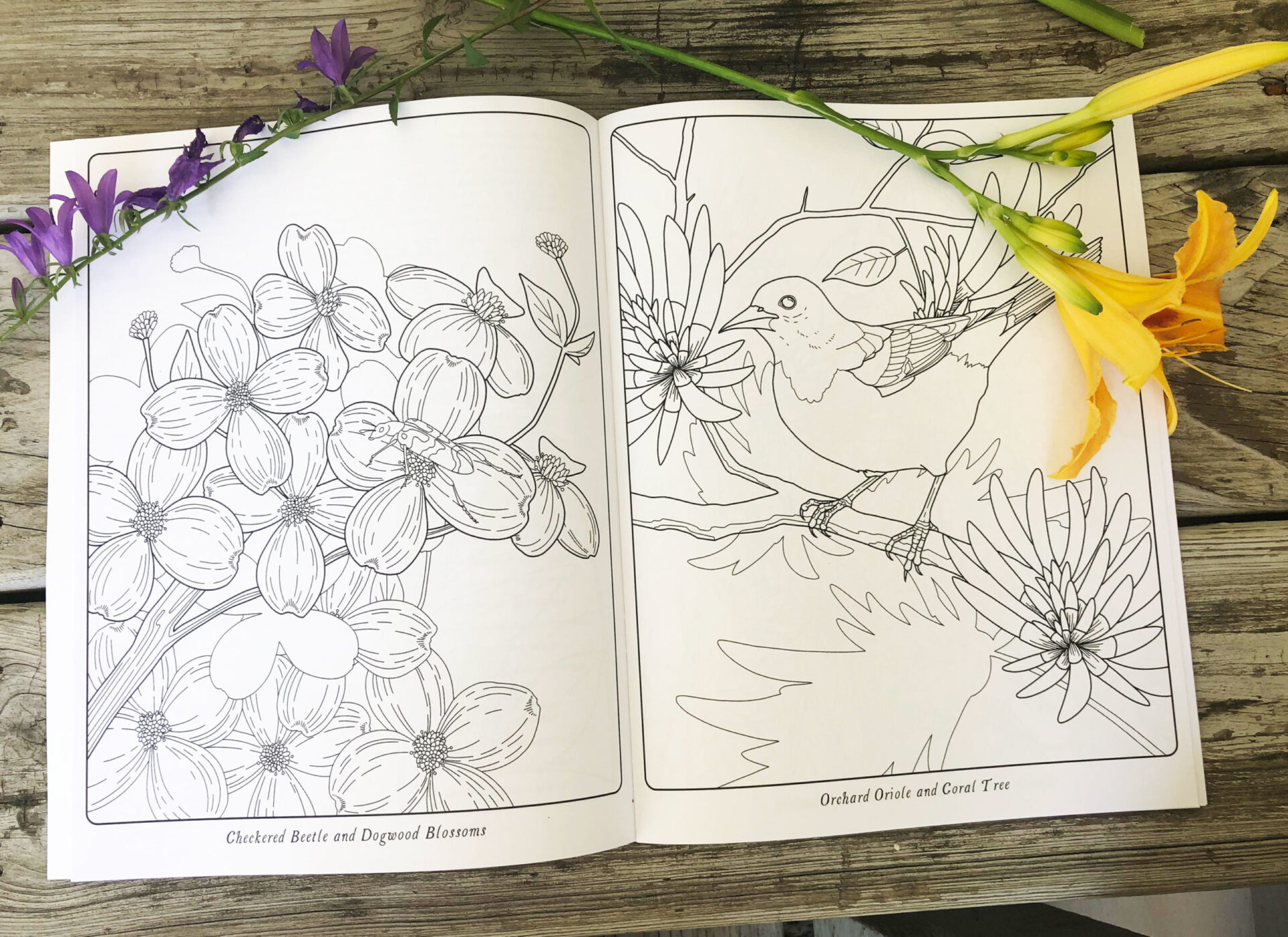 Pollinators coloring book