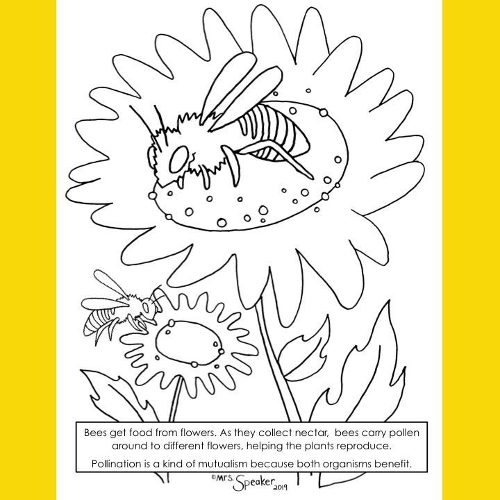 Bee and flower pollator colorg page colorg pages pollation bee