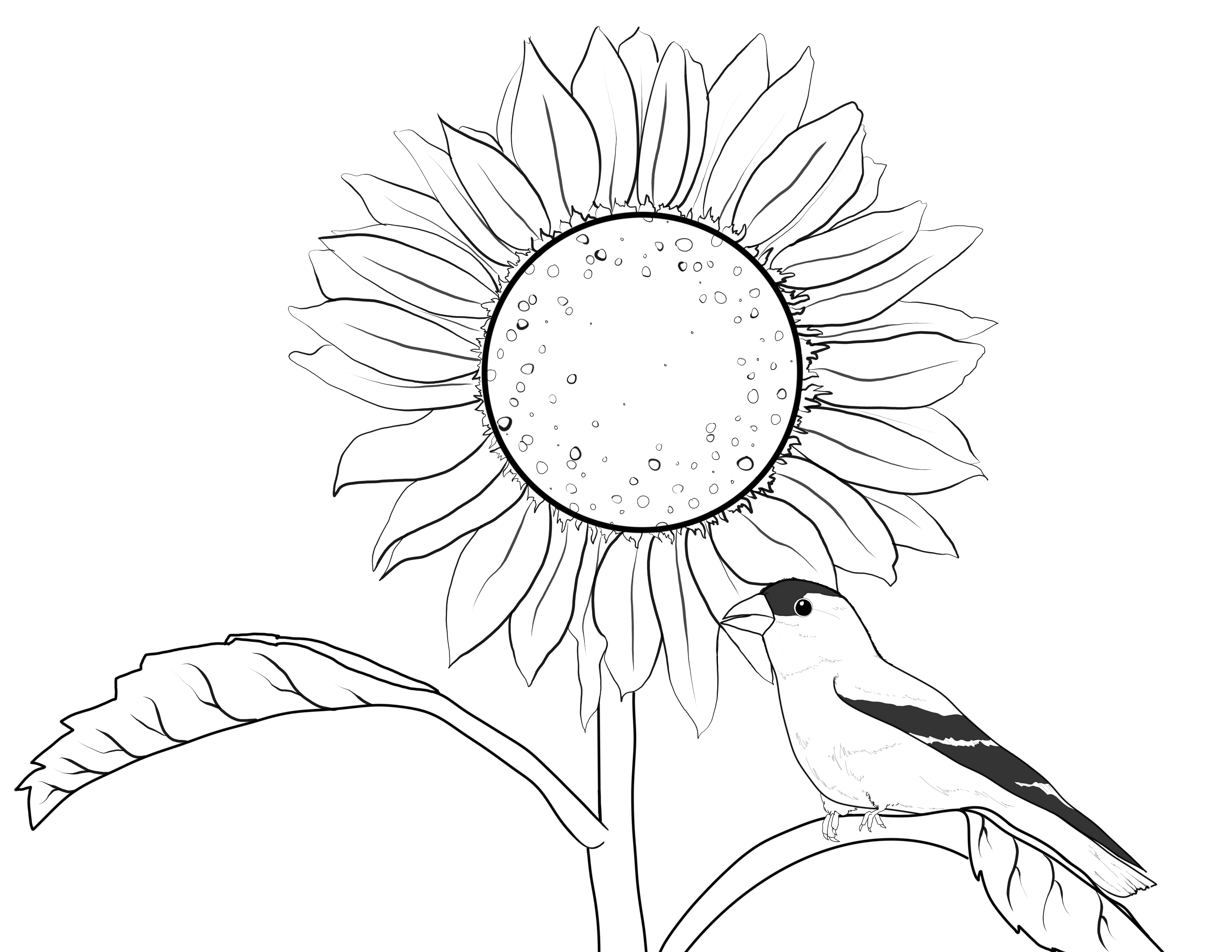 Pollinators coloring page bundle